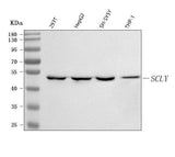 Anti-SCLY Antibody Picoband® Boster Bio