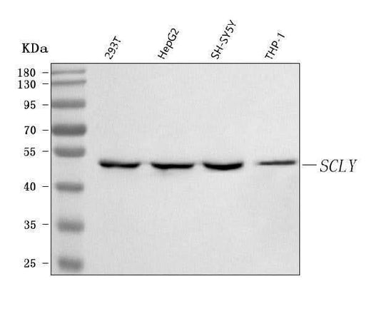 Anti-SCLY Antibody Picoband® Boster Bio