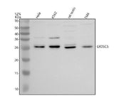 Anti-EXOSC5 Antibody Picoband® Boster Bio