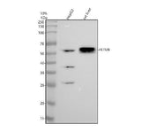 Anti-Fetuin B/FETUB Antibody Picoband® Boster Bio