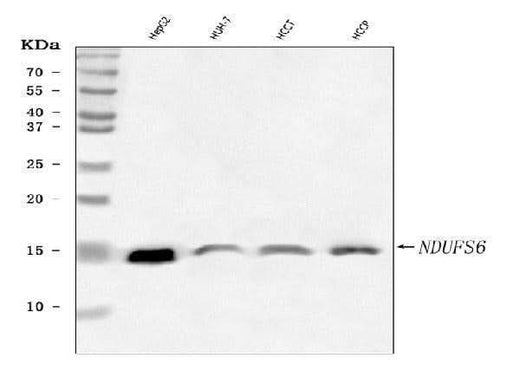 Anti-NDUFS6 Antibody Picoband® Boster Bio
