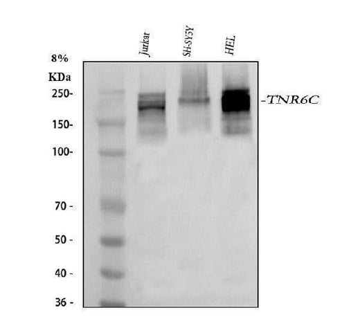 Anti-TNRC6C Antibody Picoband® Boster Bio