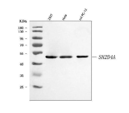 Anti-SH2D4A Antibody Picoband® Boster Bio