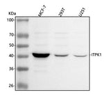 Anti-ITPK1 Antibody Picoband® Boster Bio