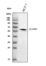 Anti-ILDR1 Antibody Picoband® Boster Bio