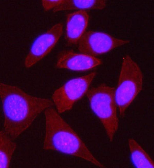 Anti-SPECC1L Antibody Picoband® Boster Bio