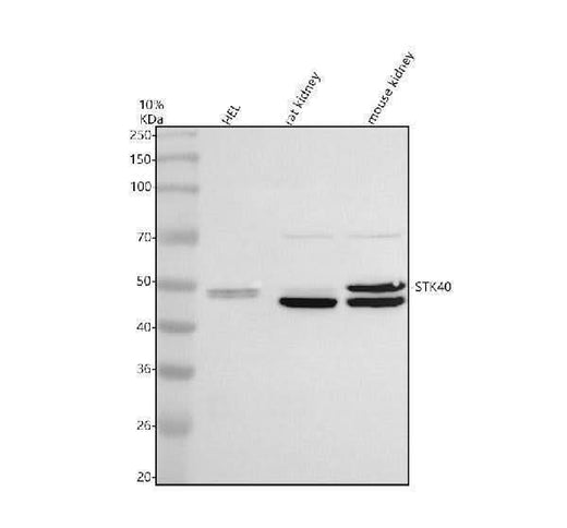 Anti-STK40 Antibody Picoband® Boster Bio