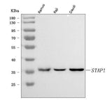 Anti-STAP-1/STAP1 Antibody Picoband® Boster Bio