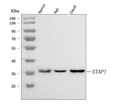 Anti-STAP-1/STAP1 Antibody Picoband® Boster Bio