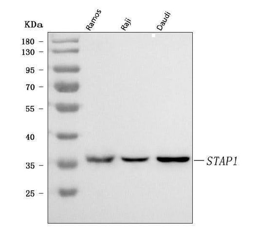 Anti-STAP-1/STAP1 Antibody Picoband® Boster Bio