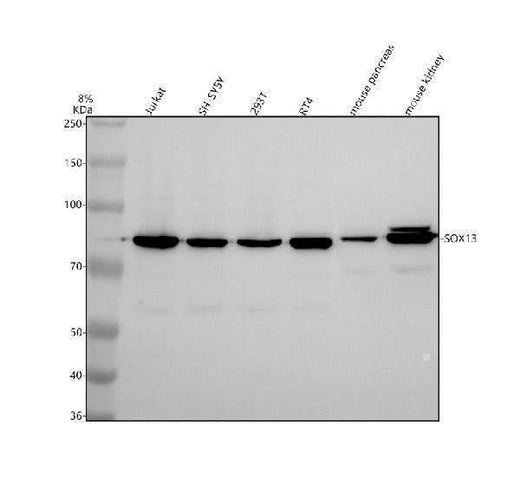 Anti-SOX13 Antibody Picoband® Boster Bio