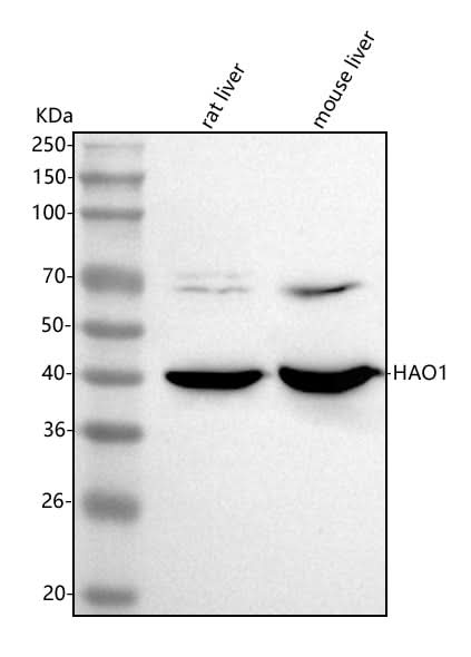 Anti-HAO1 Antibody Picoband® Boster Bio