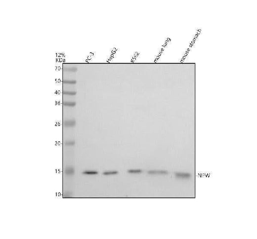 Anti-NPW Antibody Picoband® Boster Bio