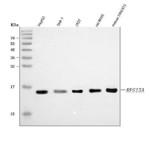 Anti-RPS15A Antibody Picoband® Boster Bio