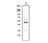 Anti-ETF/TEAD2 Antibody Picoband® Boster Bio