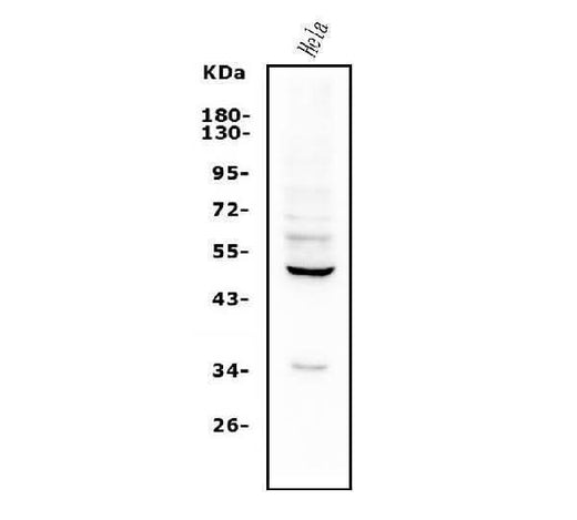 Anti-ETF/TEAD2 Antibody Picoband® Boster Bio