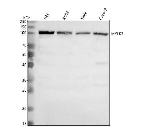 Anti-MYLK3 Antibody Picoband® Boster Bio