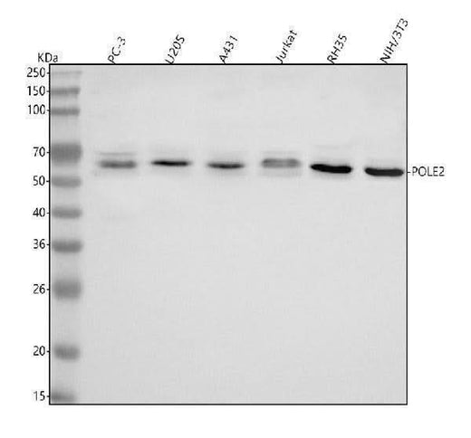 Anti-POLE2 Antibody Picoband® Boster Bio