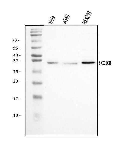 Anti-EXOSC8 Antibody Picoband® Boster Bio