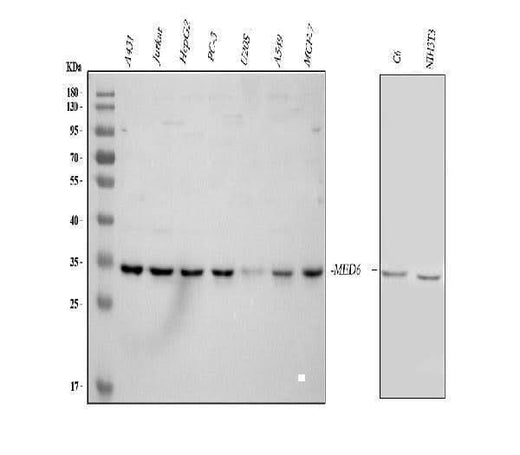 Anti-MED6 Antibody Picoband® Boster Bio