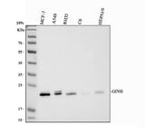 Anti-GINS1 Antibody Picoband® Boster Bio
