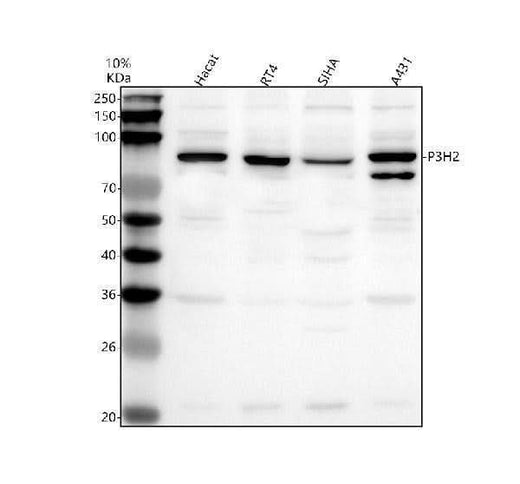Anti-P3H2 Antibody Picoband® Boster Bio