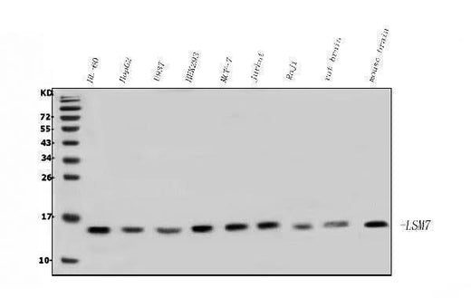 Anti-LSM7 Antibody Picoband® Boster Bio