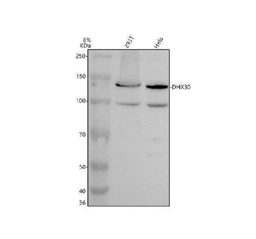 Anti-DHX30 Antibody Picoband® Boster Bio