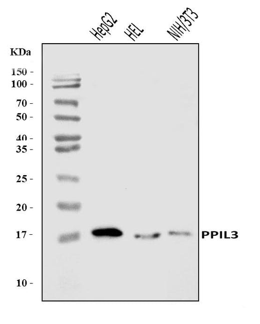 Anti-PPIL3 Antibody Picoband® Boster Bio