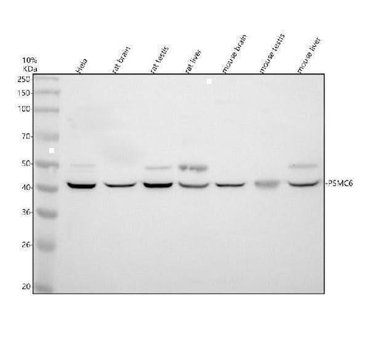 Anti-PSMC6 Antibody Picoband® Boster Bio