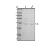 Anti-RHOJ Antibody Picoband® Boster Bio