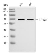 Anti-RIOK3 Antibody Picoband® Boster Bio