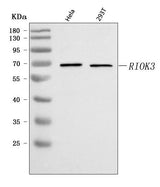 Anti-RIOK3 Antibody Picoband® Boster Bio