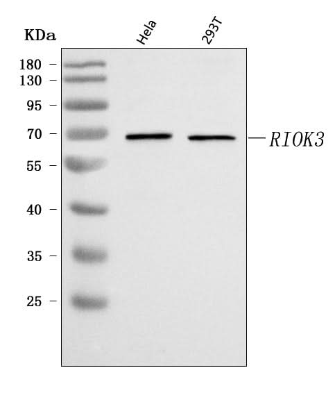 Anti-RIOK3 Antibody Picoband® Boster Bio