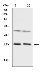 Anti-IL1F10 Antibody Picoband® Boster Bio