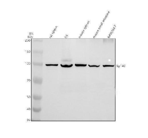 Anti-SP140 Antibody Picoband® Boster Bio