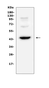 Anti-CD72 Antibody Picoband® Boster Bio