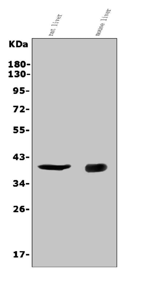 Anti-CD72 Antibody Picoband® Boster Bio