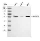 Anti-PTPIP51/RMDN3 Antibody Picoband® Boster Bio