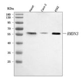 Anti-PTPIP51/RMDN3 Antibody Picoband® Boster Bio