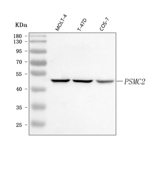 Anti-PSMC2 Antibody Picoband® Boster Bio