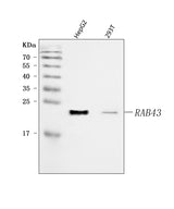Anti-RAB43 Antibody Picoband® Boster Bio