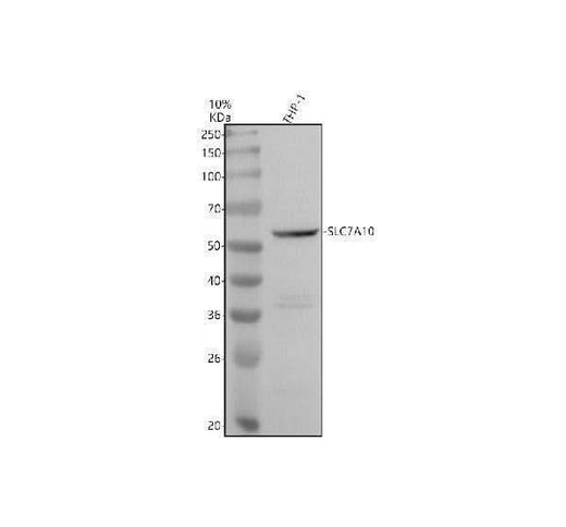 Anti-SLC7A10 Antibody Picoband® Boster Bio