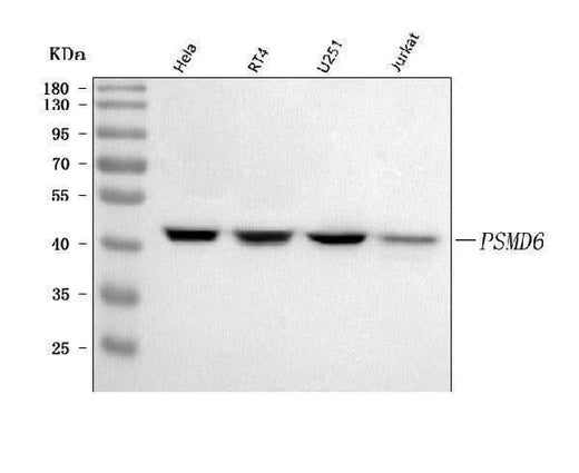 Anti-PSMD6 Antibody Picoband® Boster Bio