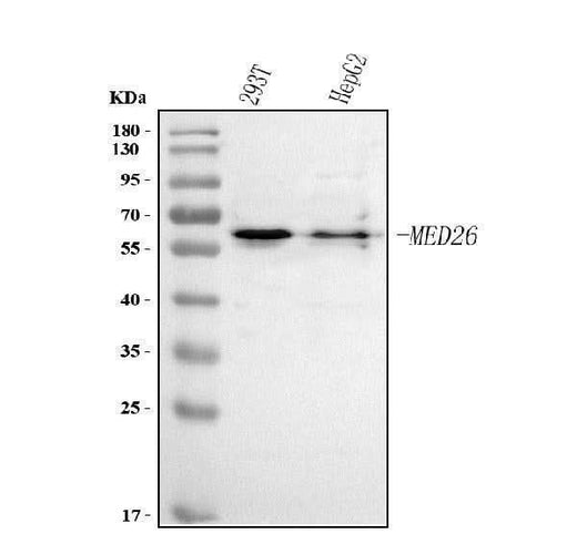 Anti-MED26 Antibody Picoband® Boster Bio
