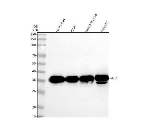 Anti-NSL1 Antibody Picoband® Boster Bio