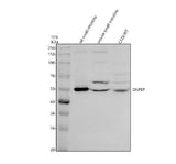 Anti-DNPEP Antibody Picoband® Boster Bio