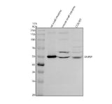Anti-DNPEP Antibody Picoband® Boster Bio