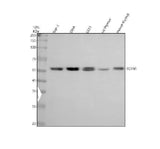 Anti-TCTN1 Antibody Picoband® Boster Bio