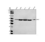 Anti-OPN3 Antibody Picoband® Boster Bio
